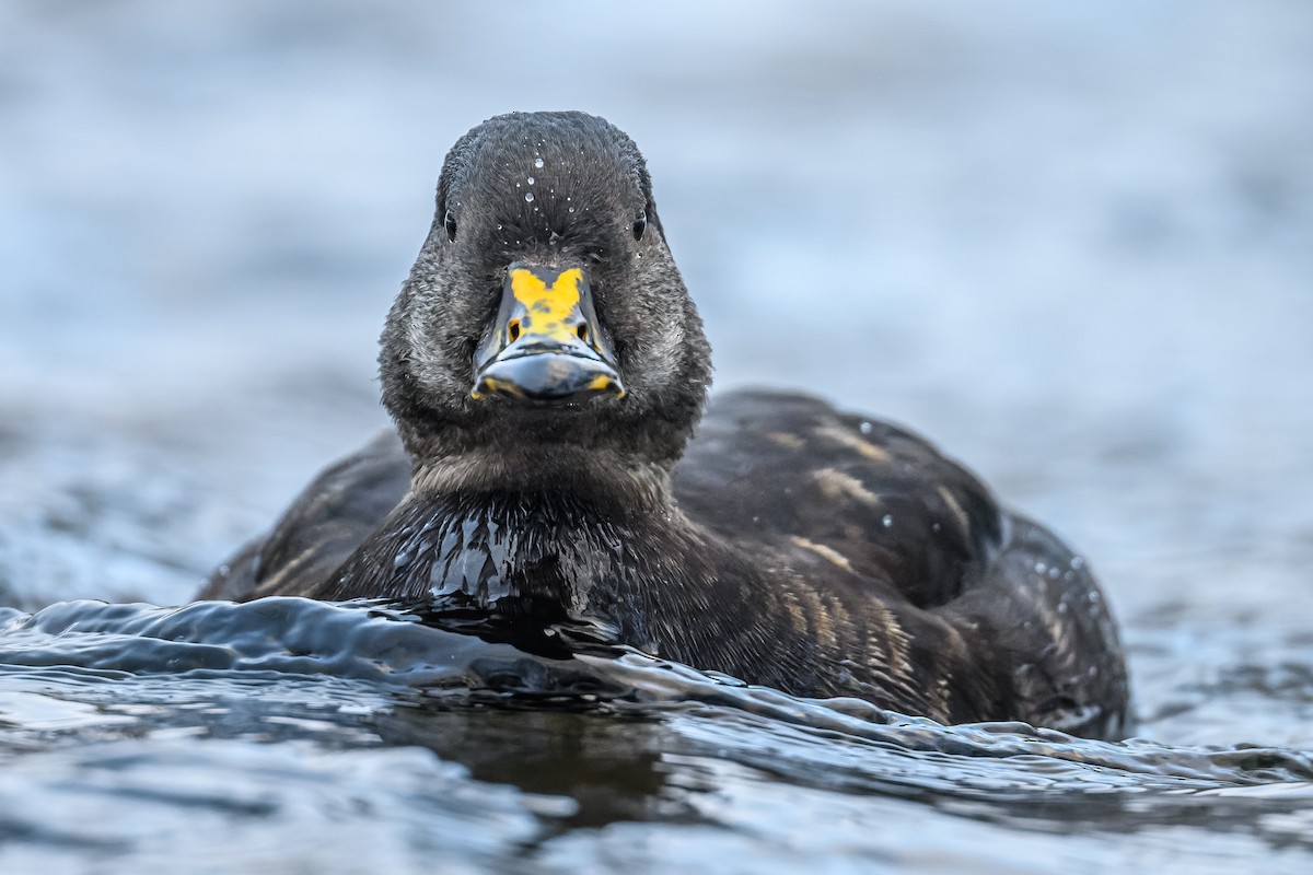 Black Scoter - ML521519961