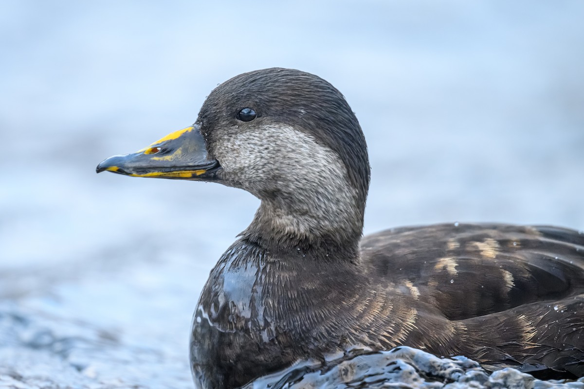 Black Scoter - ML521519971