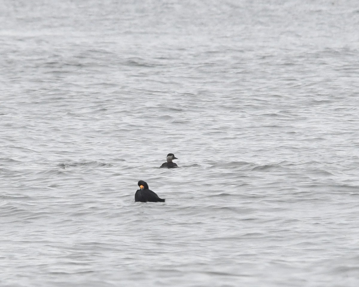 Black Scoter - Steven Morris