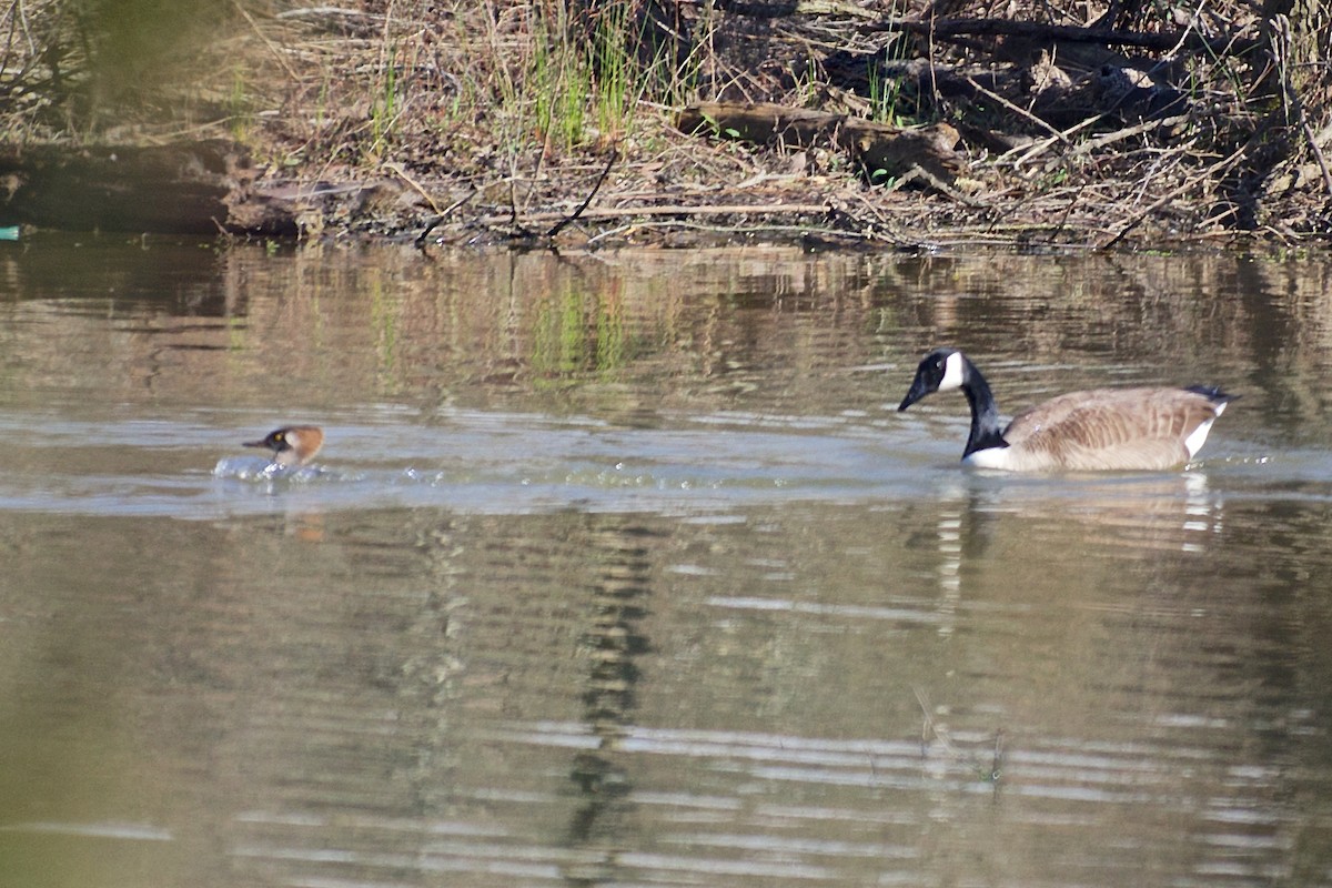 Hooded Merganser - ML52152071