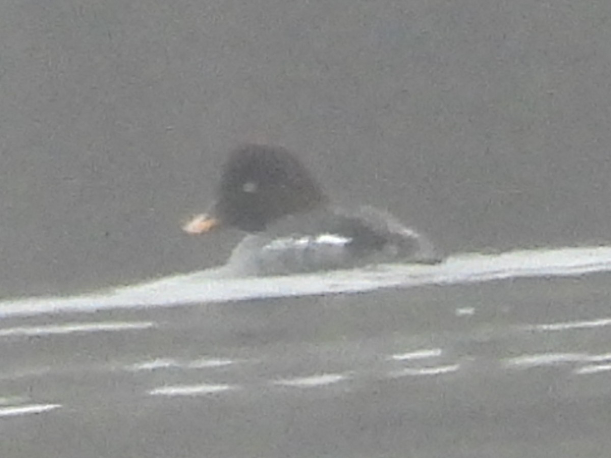 Barrow's Goldeneye - ML521521161