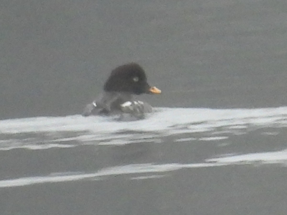 Barrow's Goldeneye - Lisa Schibley