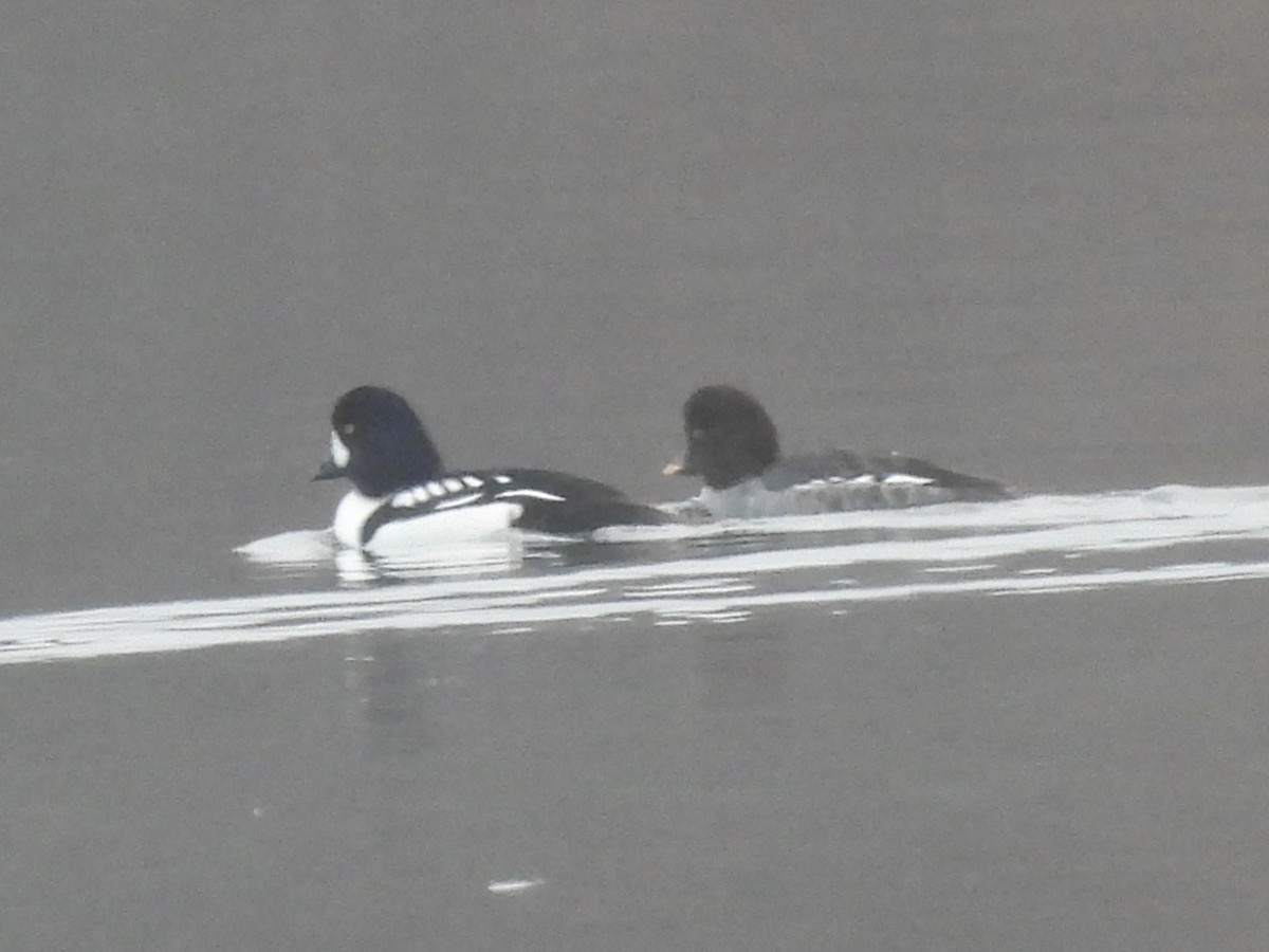 Barrow's Goldeneye - ML521521181