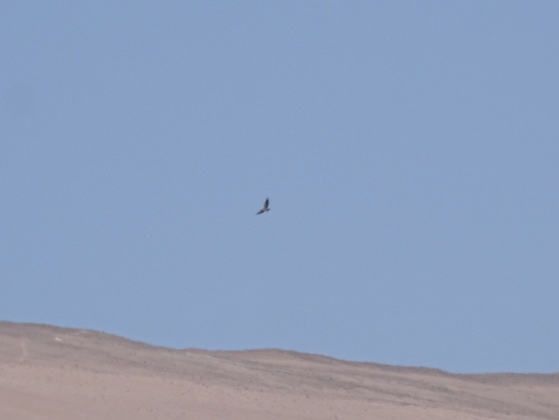 Swainson's Hawk - ML521521431