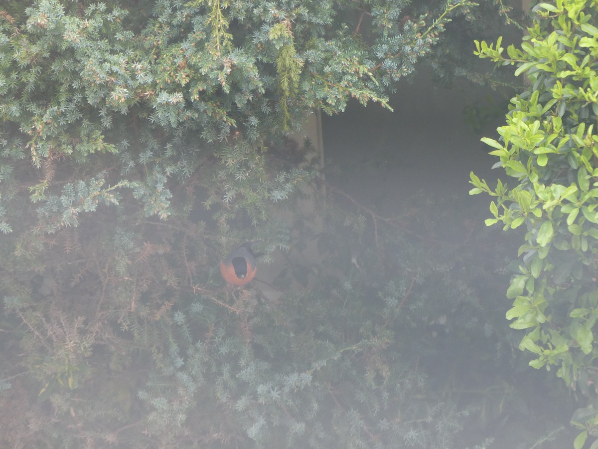 Eurasian Bullfinch - ML52152191