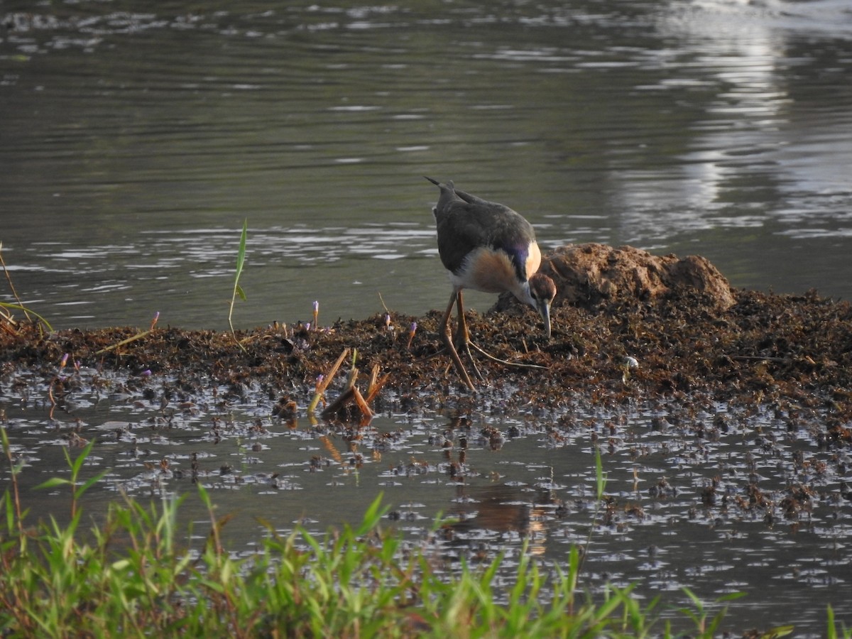 Bronze-winged Jacana - ML521523031