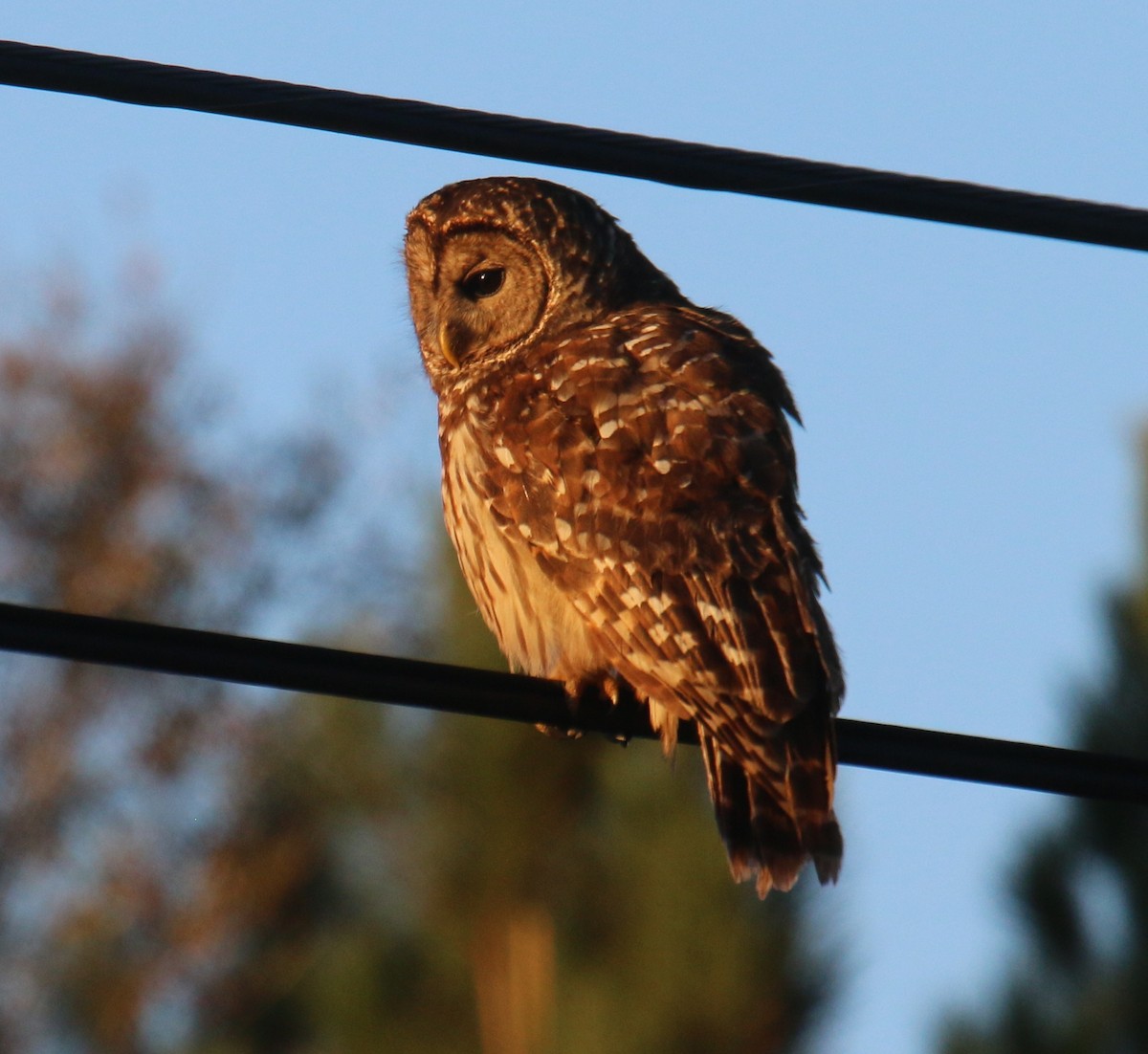 Barred Owl - ML521523451