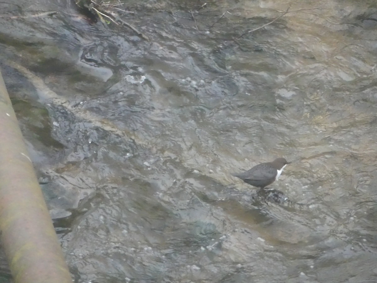 White-throated Dipper - claudia dias