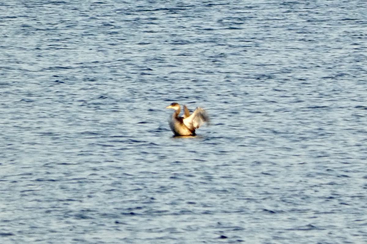 Red-necked Grebe - ML521526761