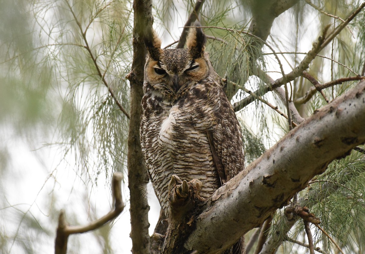Great Horned Owl - Sze On Ng (Aaron)