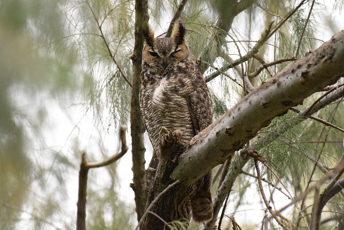 Great Horned Owl - ML521526911