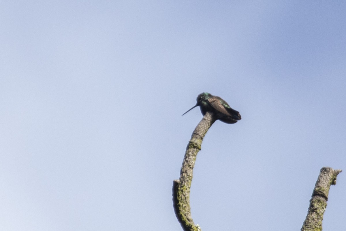 Colibrí Magnífico - ML521528641