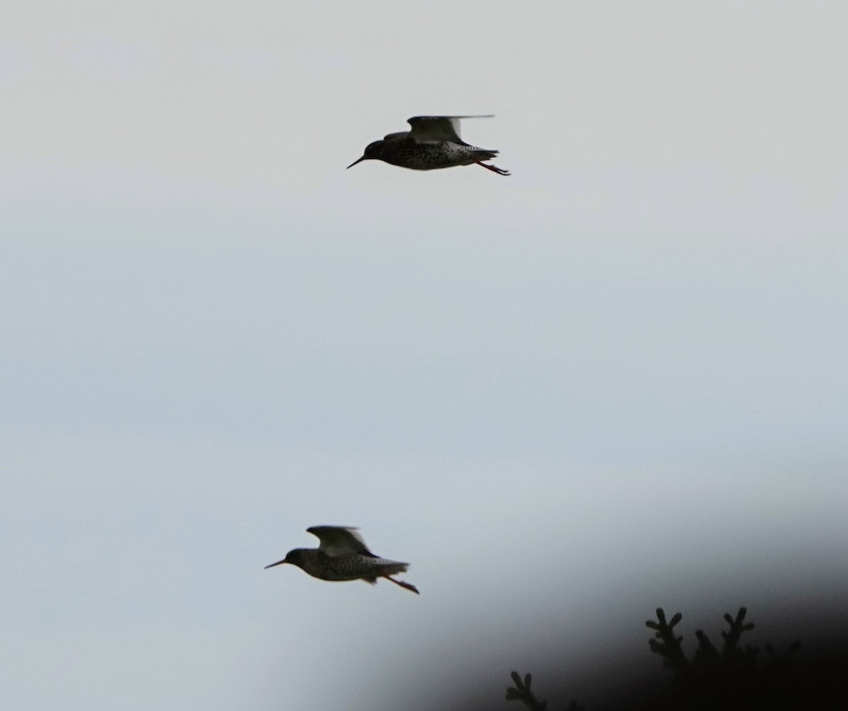 Common Redshank - Celeste Echlin