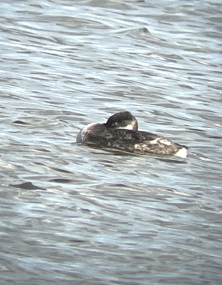 Red-necked Grebe - ML521530421