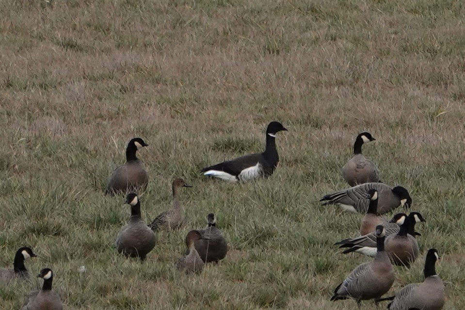 Brant - ML521532511