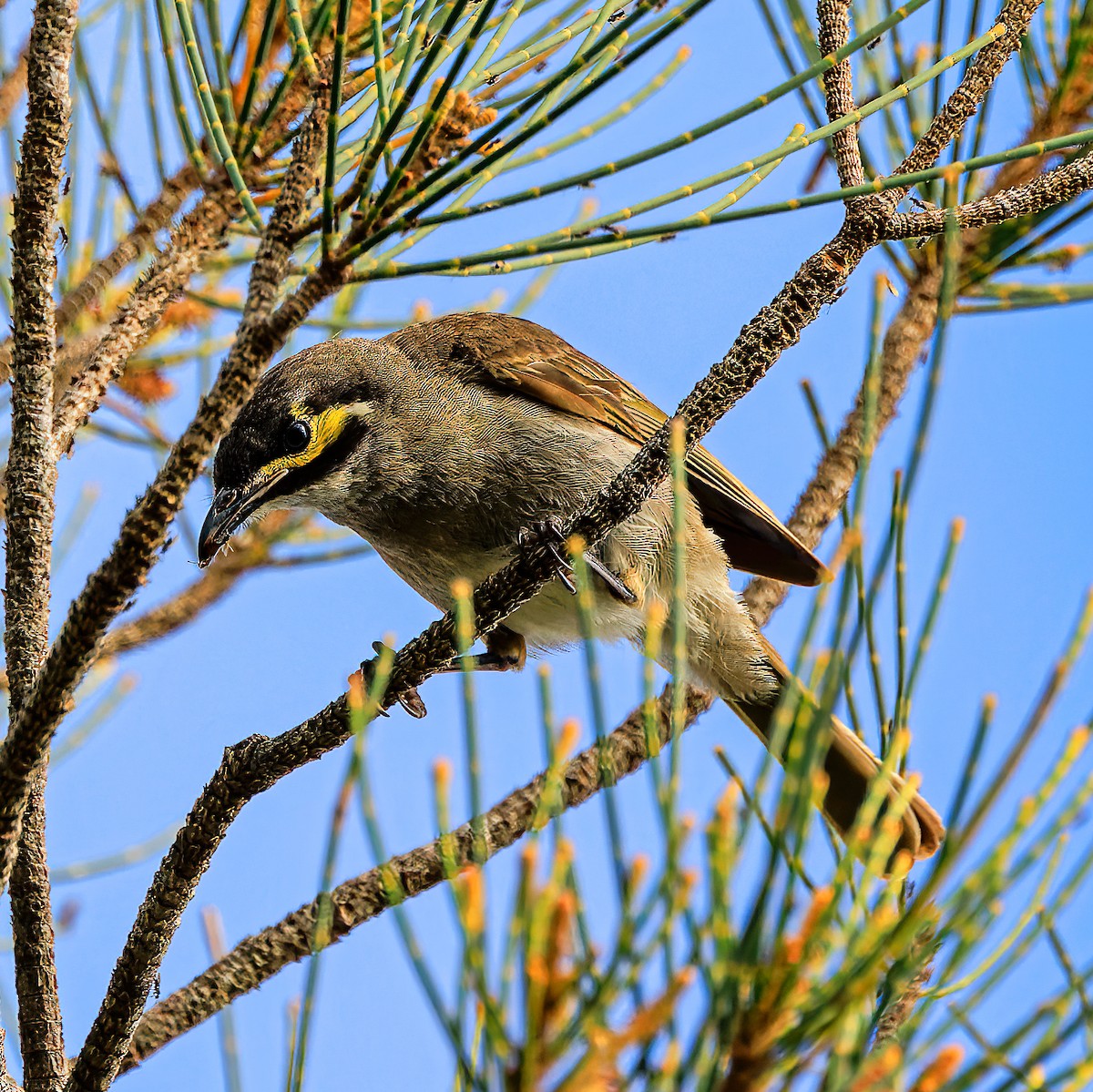 Yellow-faced Honeyeater - ML521532531