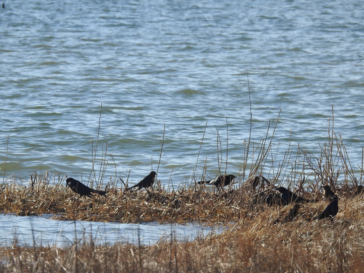 Boat-tailed Grackle - ML521533551