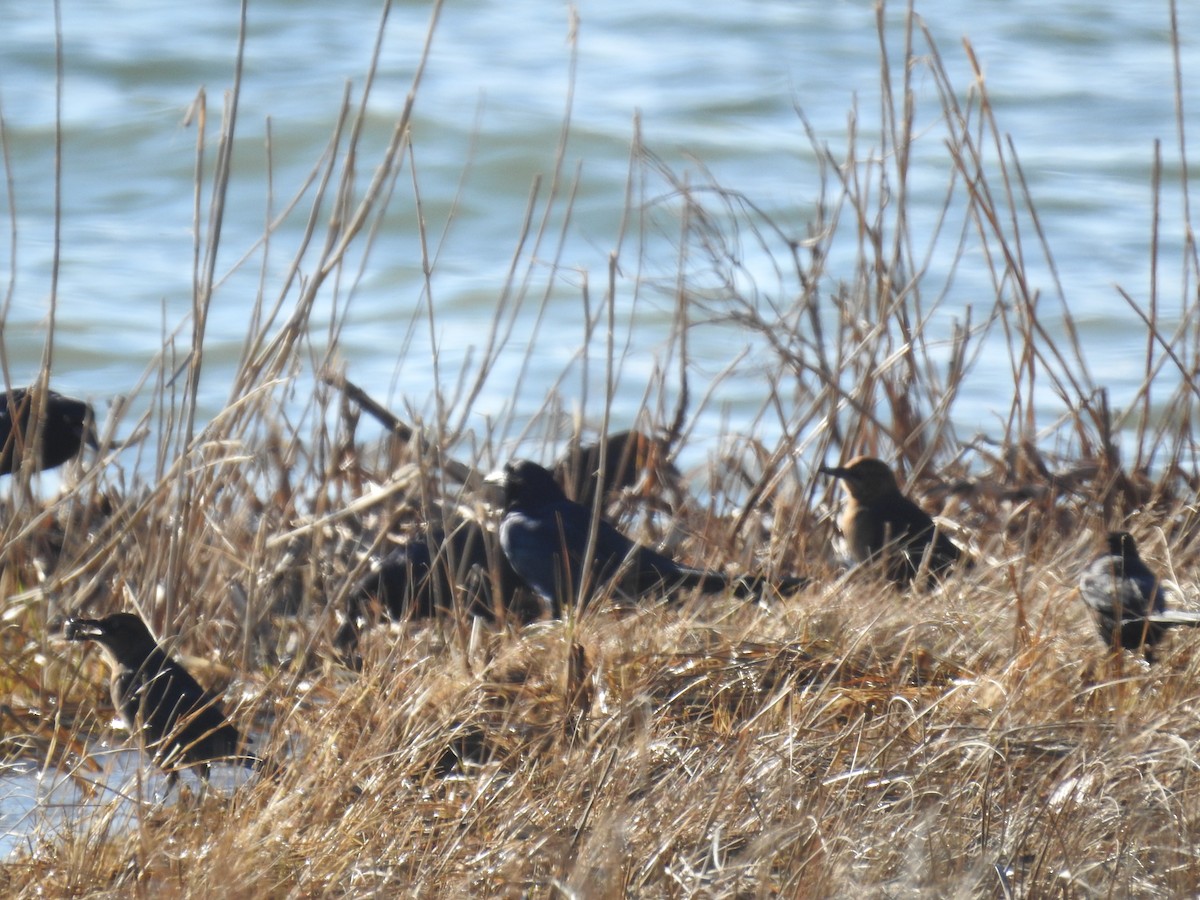 Boat-tailed Grackle - ML521533571