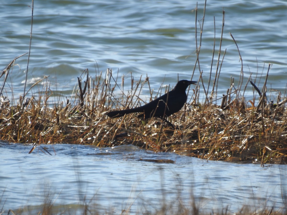 Boat-tailed Grackle - ML521533591