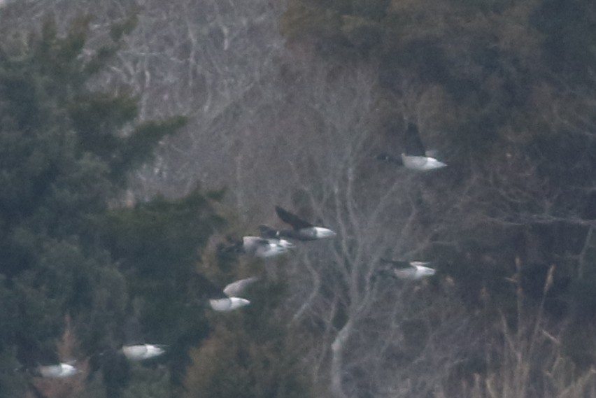 Казарка чорна (підвид nigricans) - ML521533981