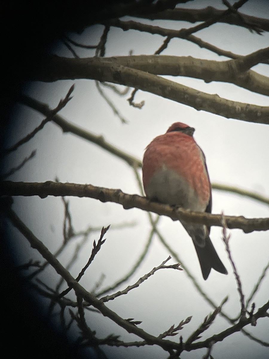 Pine Grosbeak - ML521534171