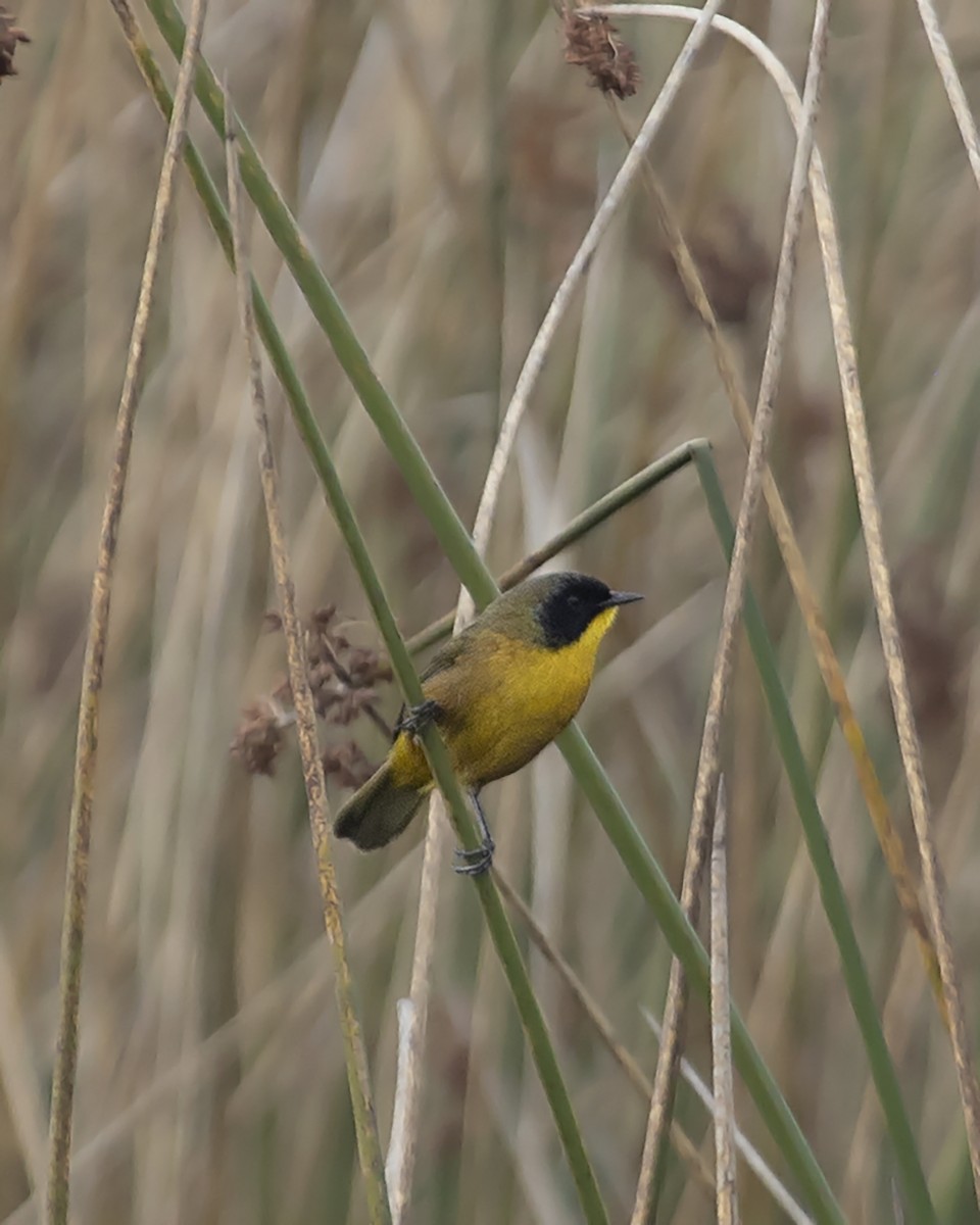 Black-polled Yellowthroat - Liam Wolff