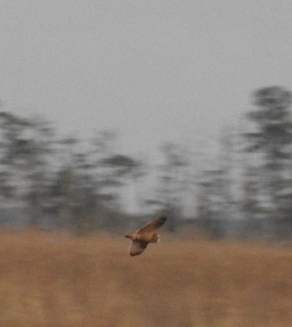 Short-eared Owl - ML521534951