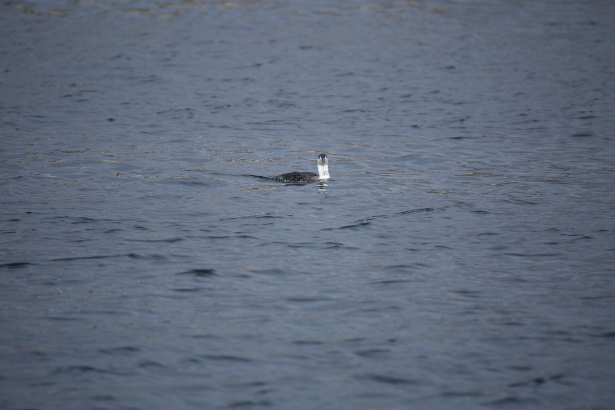 Common Loon - Joseph Coureur