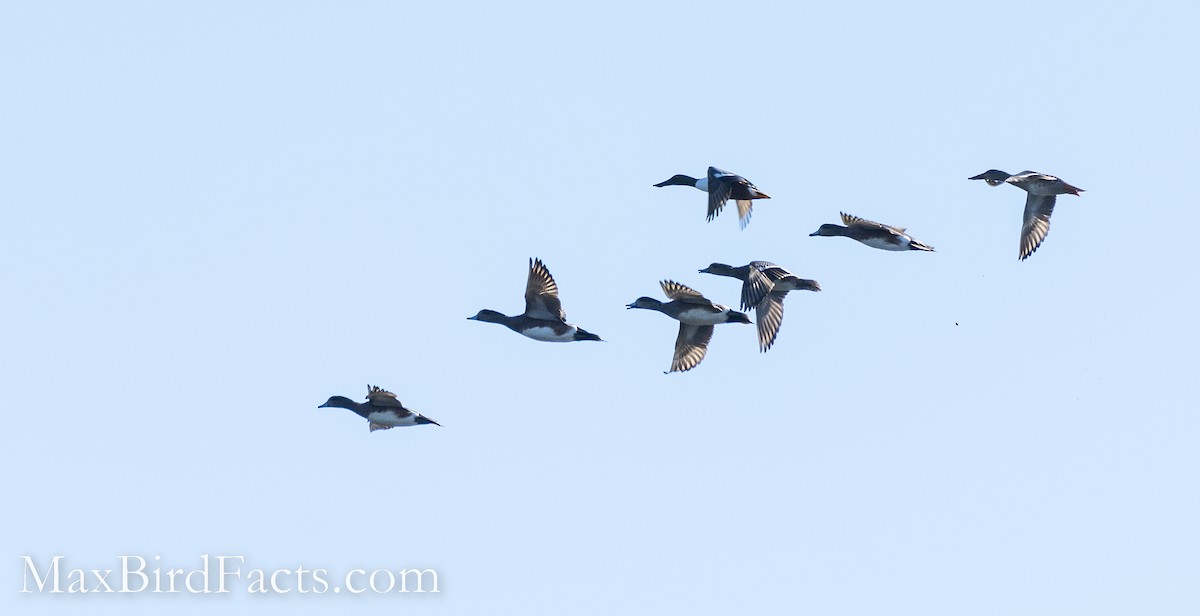 Northern Shoveler - Maxfield Weakley