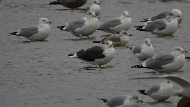 Lesser Black-backed Gull - ML521538391