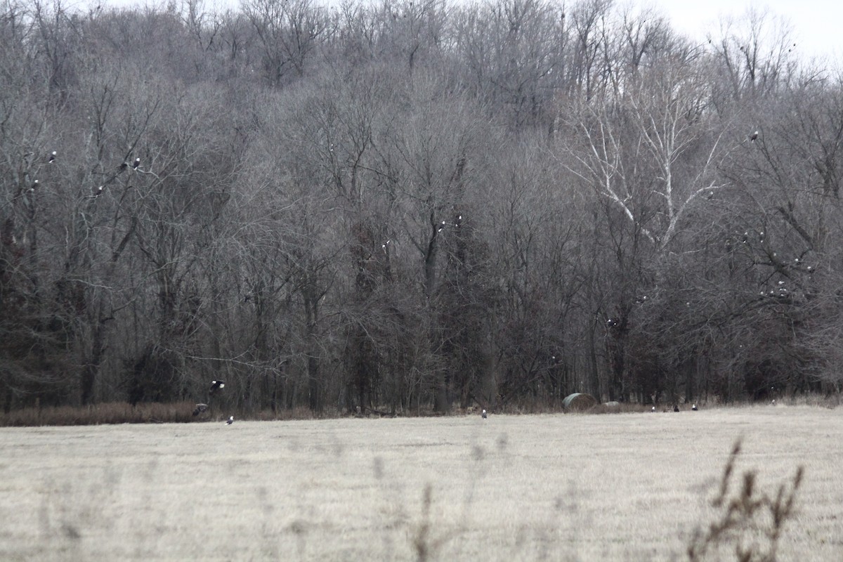 Bald Eagle - ML521538631