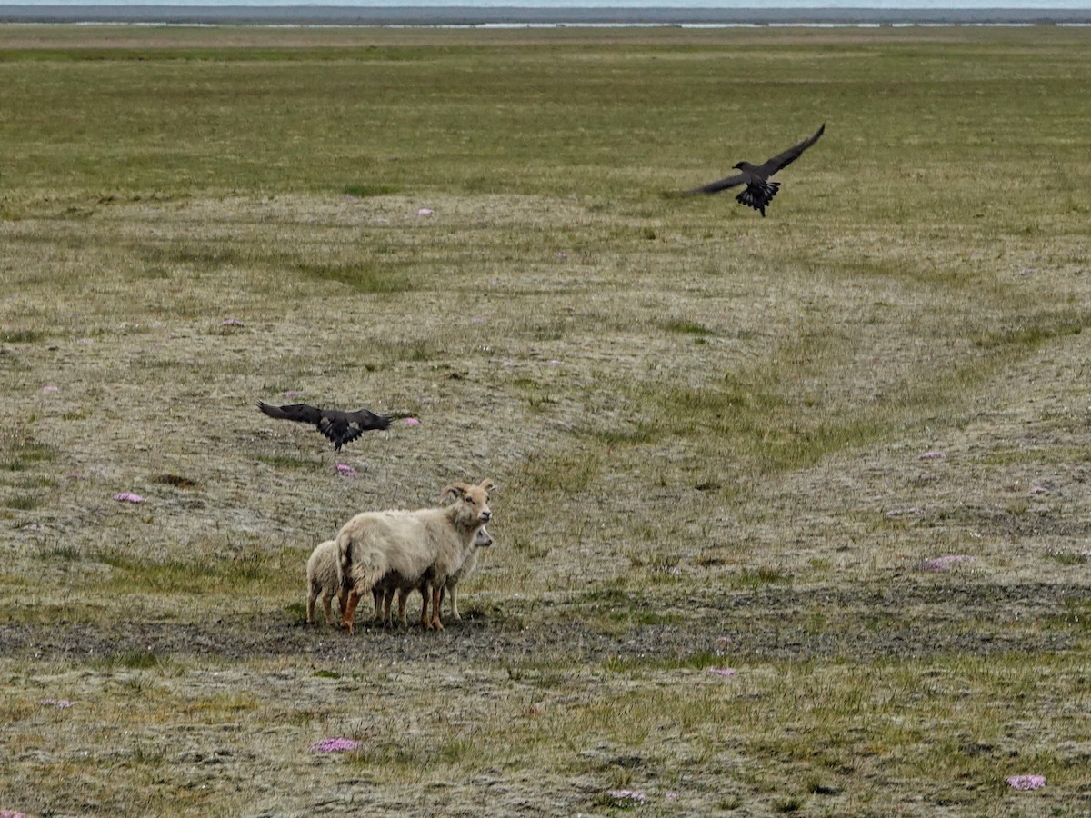 Parasitic Jaeger - ML521540941