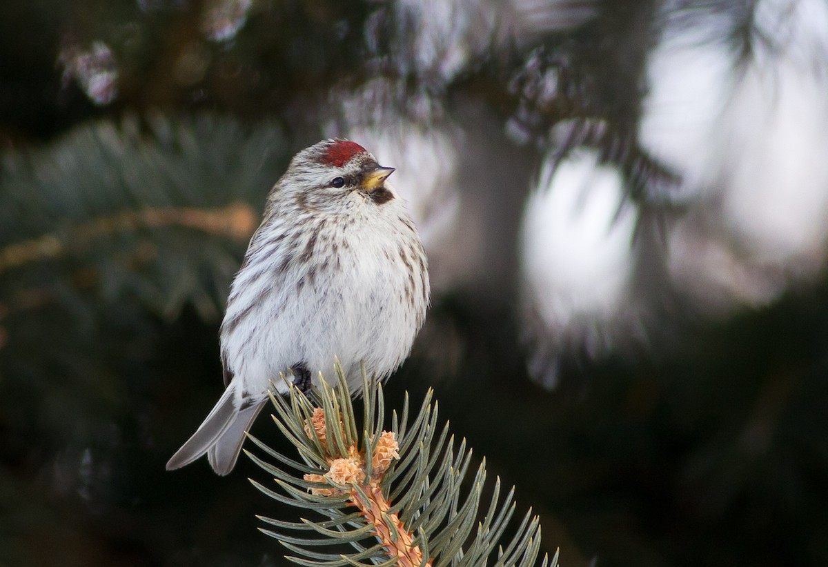 Common Redpoll - Darren Clark