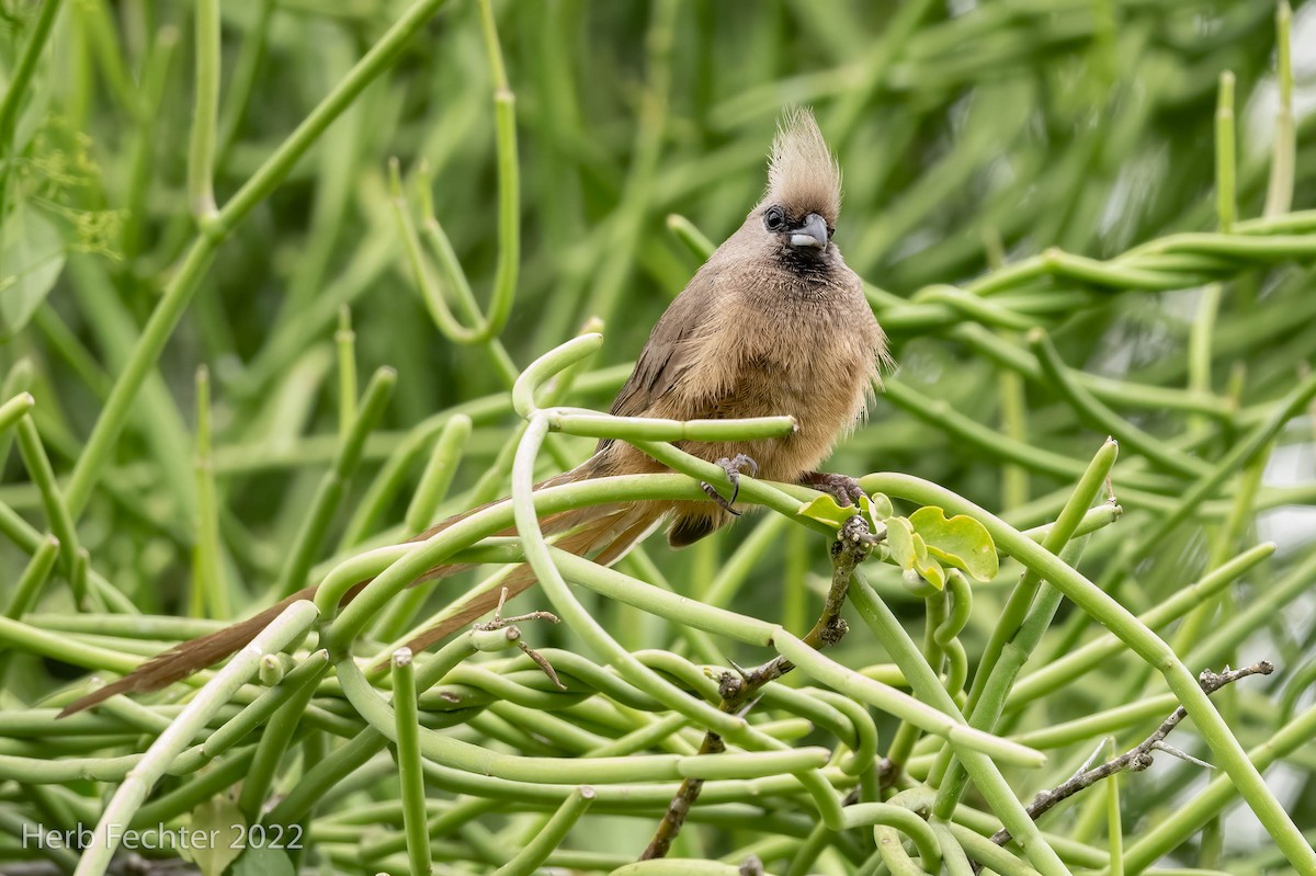 Speckled Mousebird - ML521542471