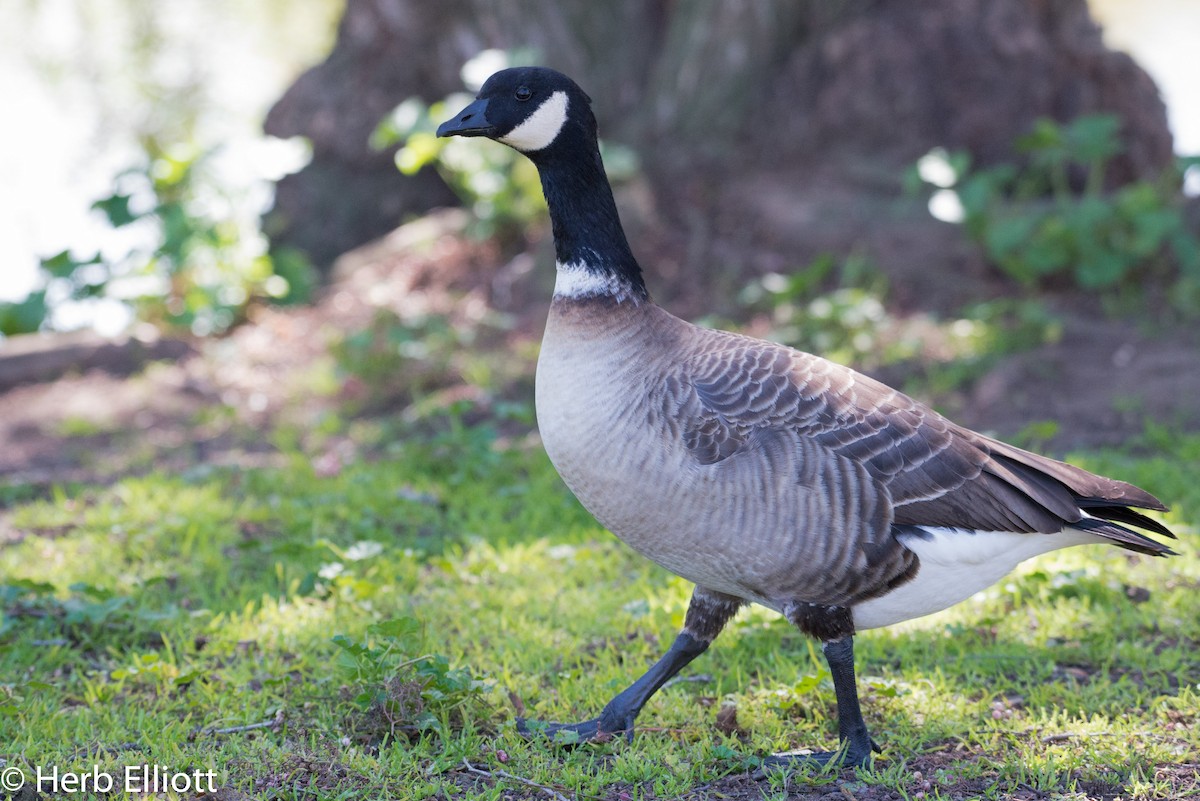 Cackling Goose - ML52154561