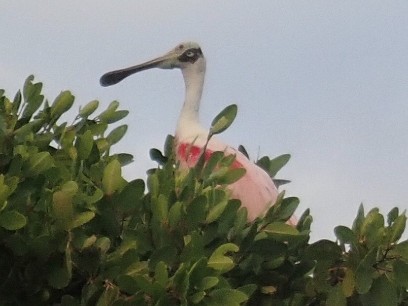 Roseate Spoonbill - Andrew Campbell
