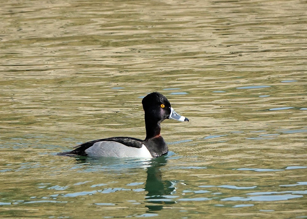 Ring-necked Duck - Henry Detwiler