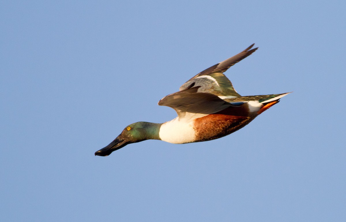 Northern Shoveler - ML52154631