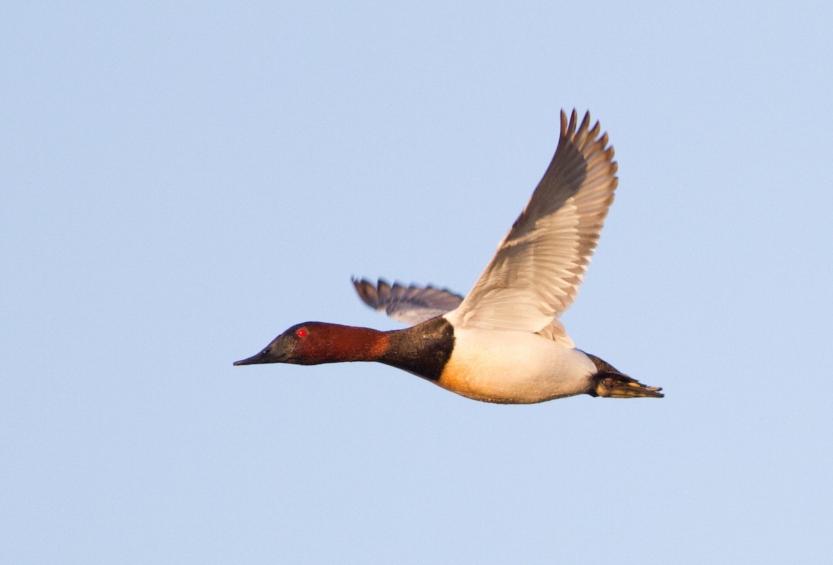 Canvasback - ML52154661