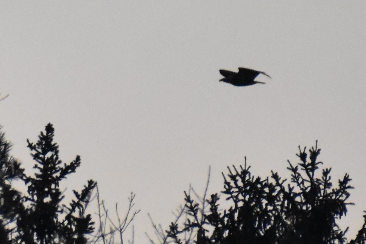 Bald Eagle - ML521546791