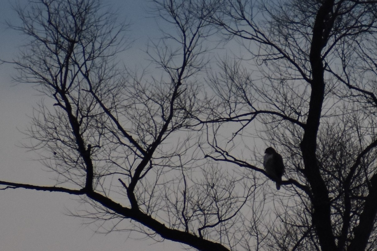 hawk sp. - ML521546821