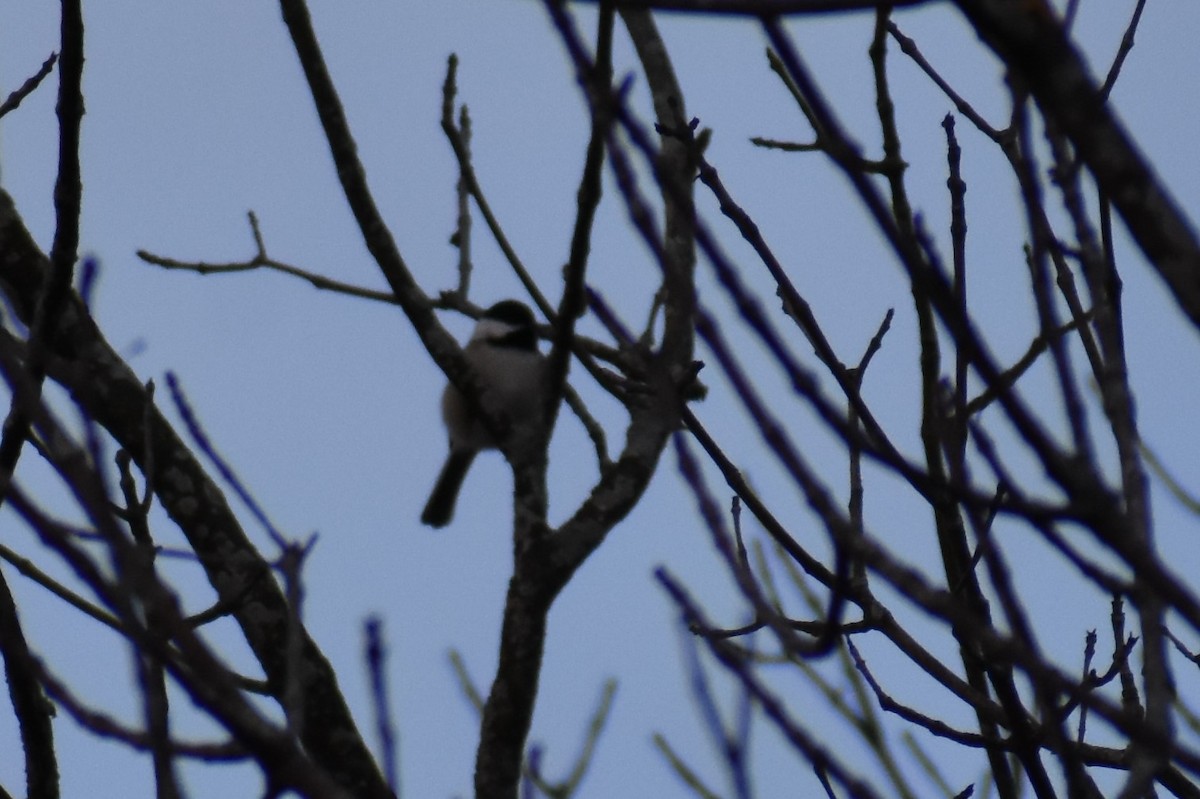 Black-capped Chickadee - ML521546911