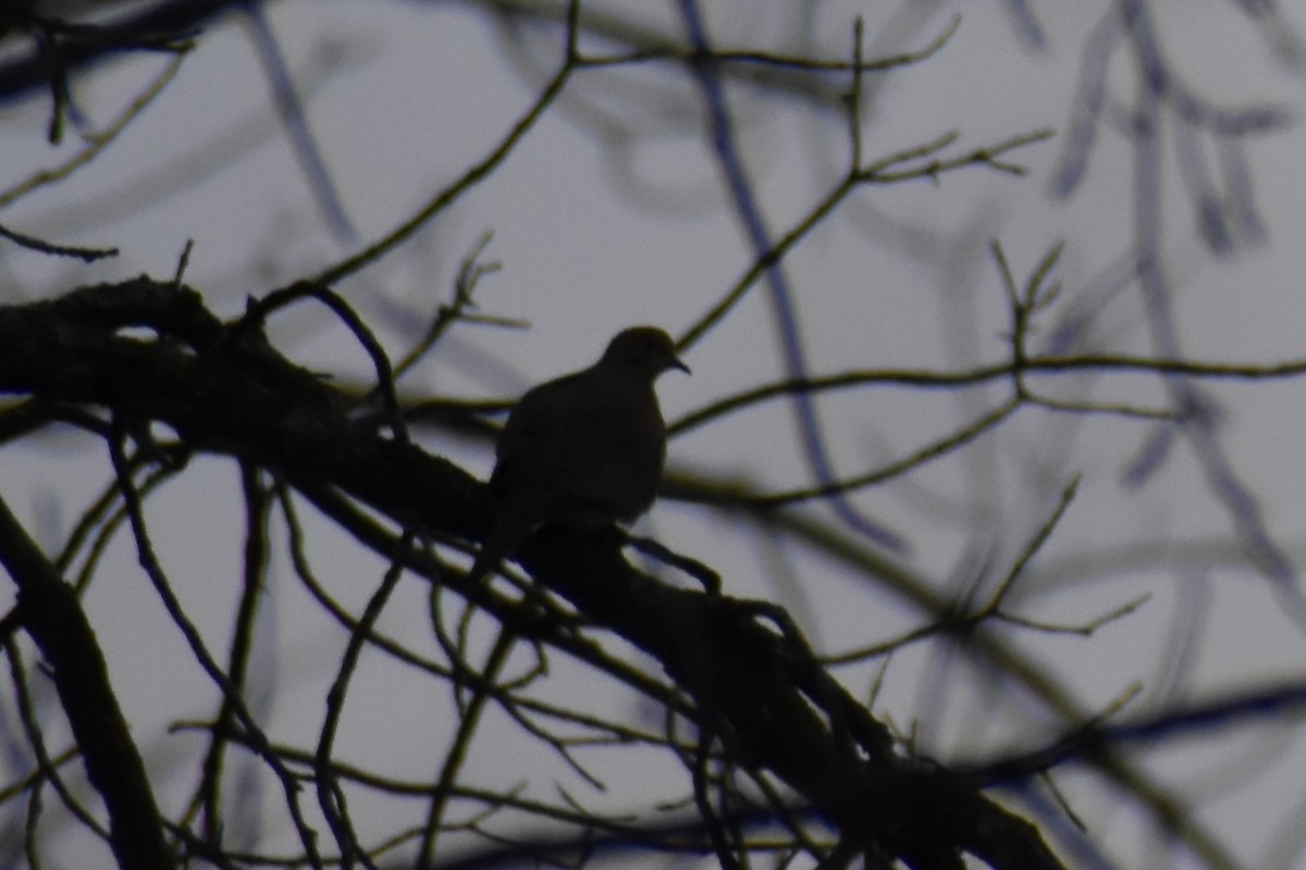 Mourning Dove - ML521546971