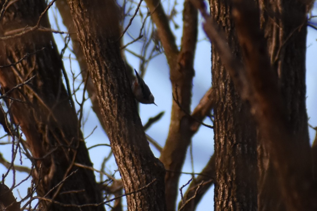 White-breasted Nuthatch - ML521546991