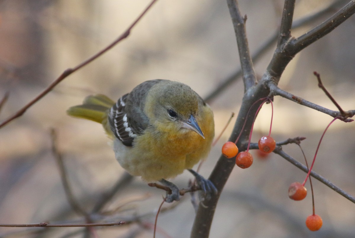 Baltimore Oriole - ML521547671