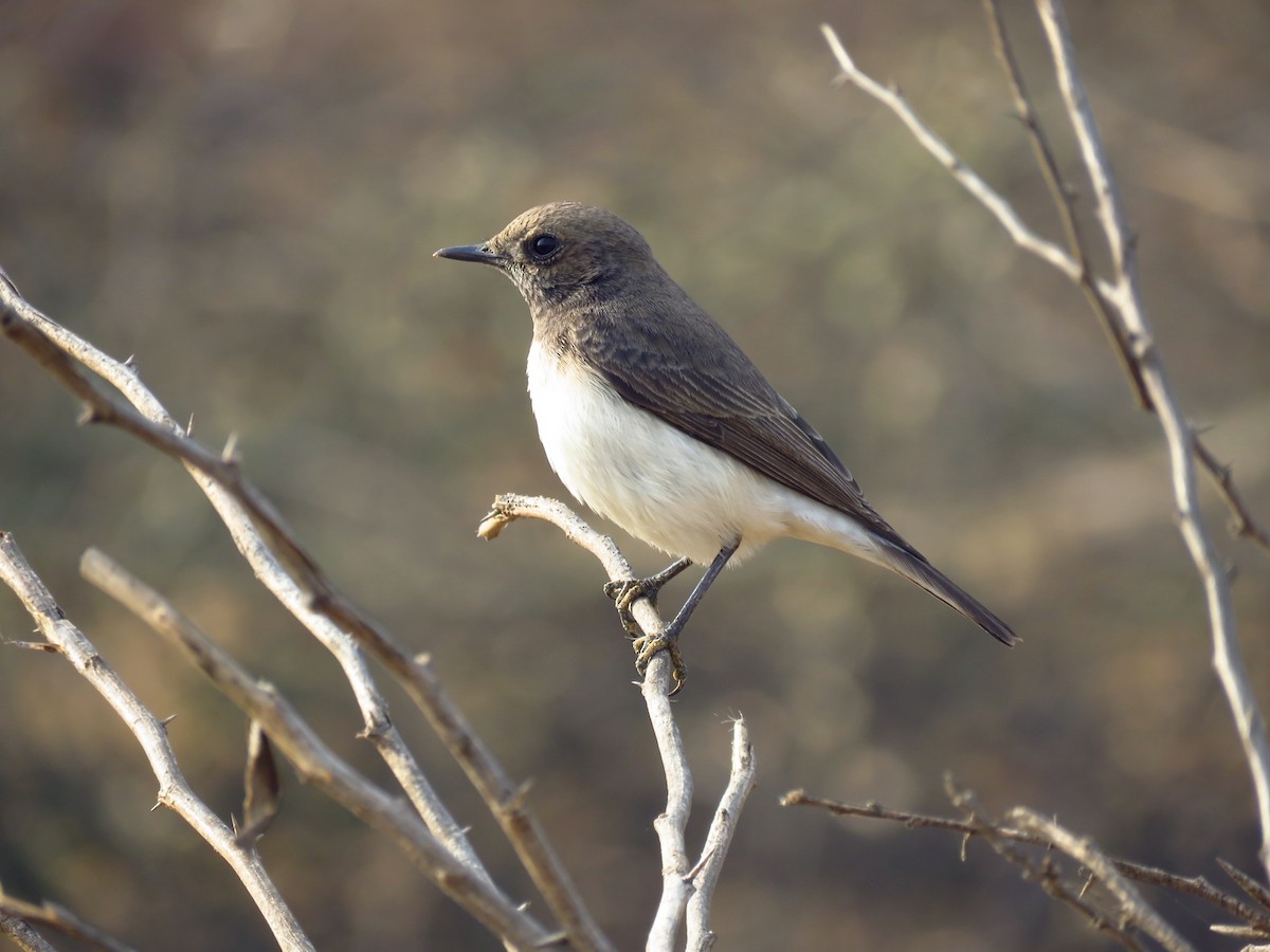 Variable Wheatear - ML52154771