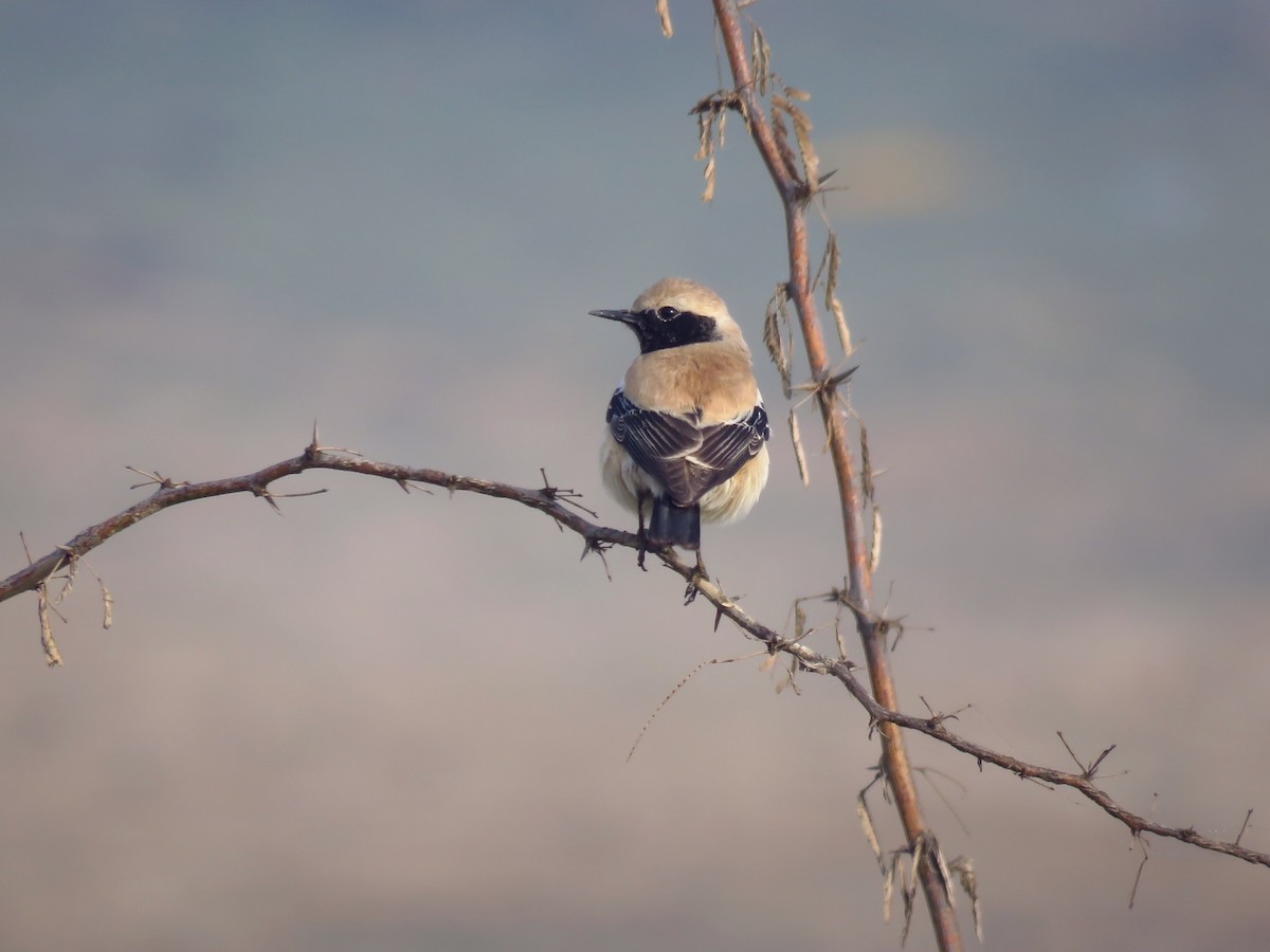 Desert Wheatear - ML52154791