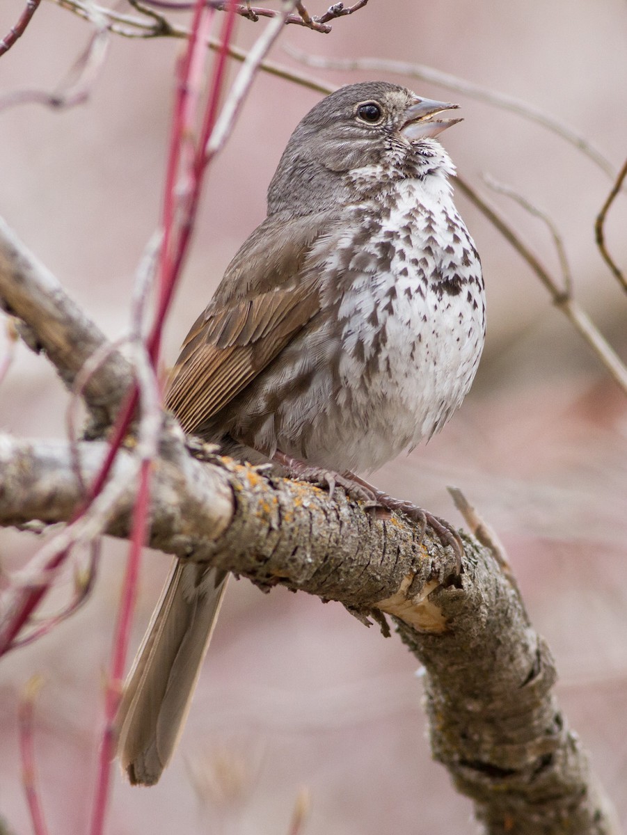 Fox Sparrow - ML52154811