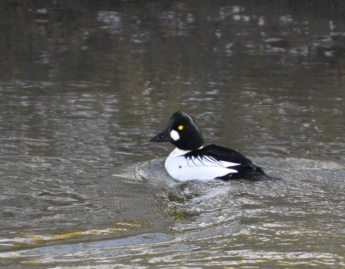 Common Goldeneye - Austin Young