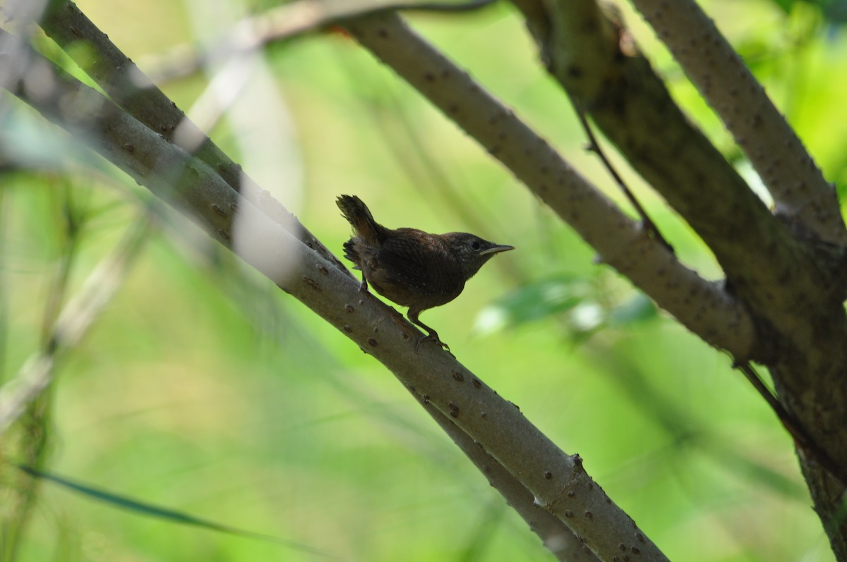 Winter Wren - ML521548641